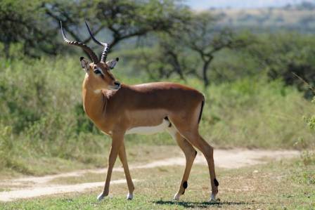 Pronghorn: Racers on the Great Plains