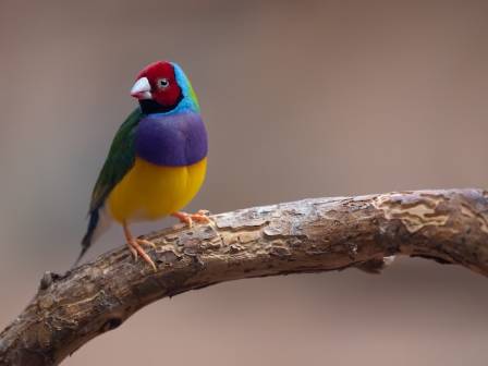 The Fascinating History of the Gouldian Finch