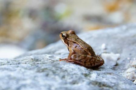 Mountain Chicken: The Frog Fighting for Survival