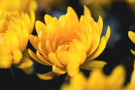Chrysanthemum care tips