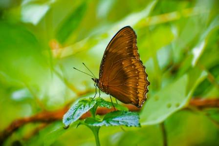 The dead leaf butterfly: Master of camouflage
