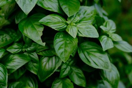 Basil benefits: Nourishing cancer warriors